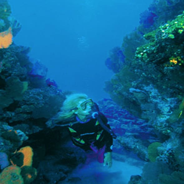 Buceo en Los Cabos